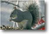 Eastern Grey Squirrel