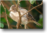 House Sparrow