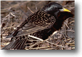 Starling 